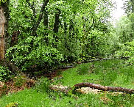 P1170486 Chemin boueux et entravé, mais que de beaux hêtres sur cette section N-E menant plus directement au domaine de Bérinzenne.