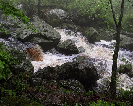 P1170544 Le long de la Hoëgne dans les environs du sites des Cascatelles.