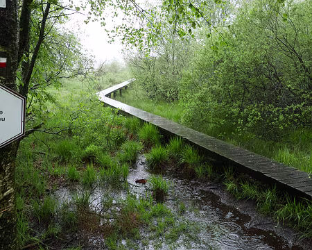P1170565 Caillebotis sur la Fagne du Fraineu.
