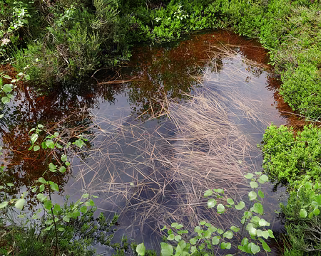 P1170631 Milieu humide avec toute sa diversité.