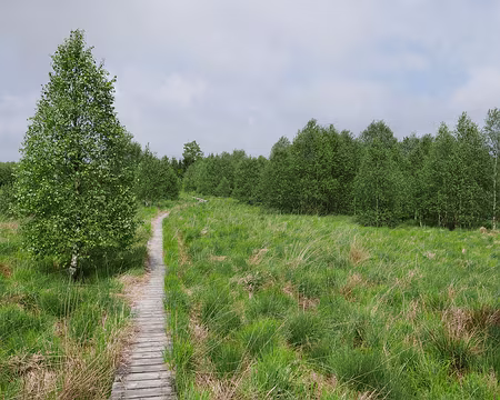 P1170632 De retour sur des caillebotis entre le Petit et le Grand Bongard (Bois).