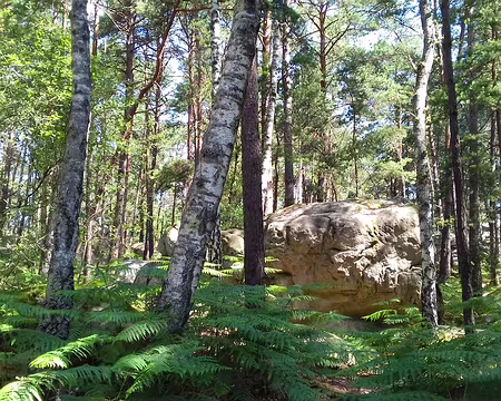 004 La forêt en été