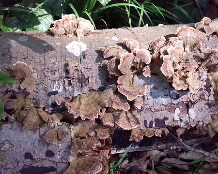 005 Polypores près de la route forestière des Monts de Fays