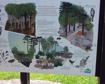 010 La diversité biologique de la forêt de Fontainebleau