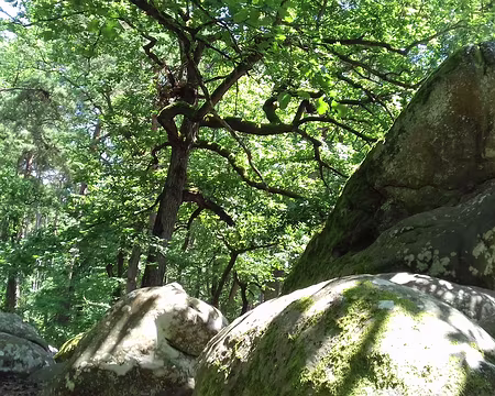 012 Pique-nique au milieu des rochers à Barbizon