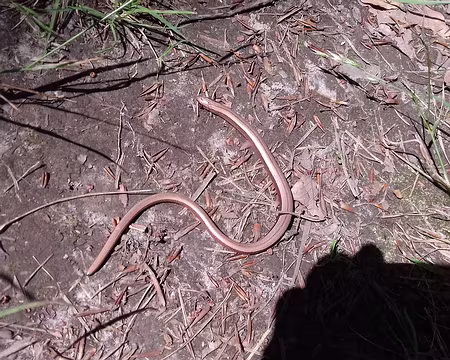042 Orvet apeuré sur la route du Sanglier