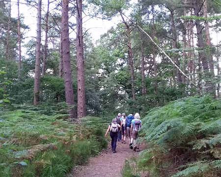 045 Sur la route forestière de la Femme