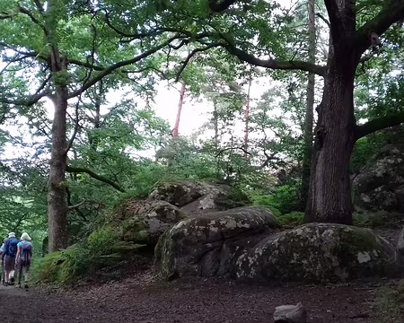 046 Derniers rochers avant Bois-le-Roi. Merci Jean-Luc pour cette belle randonnée estivale à Barbizon