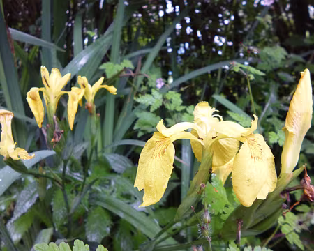 P1190255 Iris d'eau