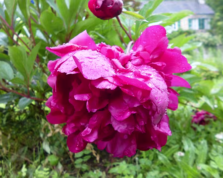 P1190268 Pivoine, Merci à Marie-Claire