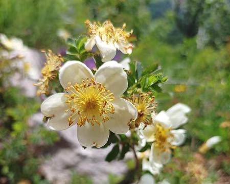 14 Rosa serica