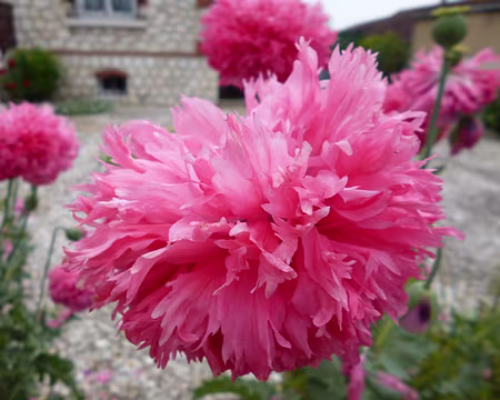 P1190281 Fleur de pavot