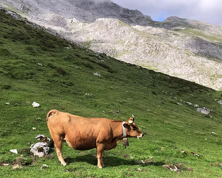 IMG_5546 Vache locale