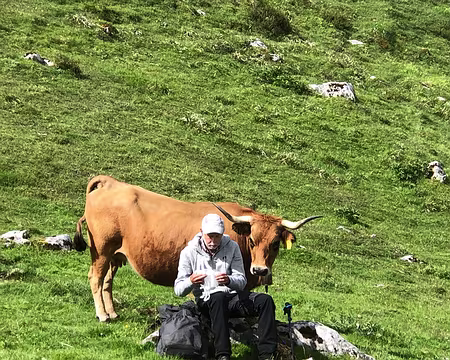 IMG_5548 Vache curieuse