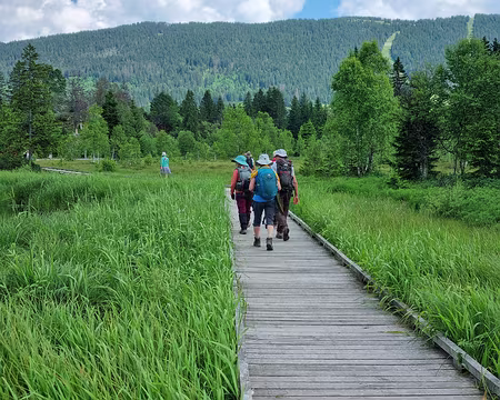 082 Un platelage en bois permet de découvrir la tourbière