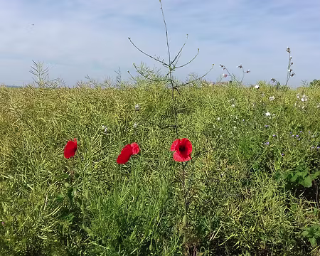 003 Coquelicots et colza