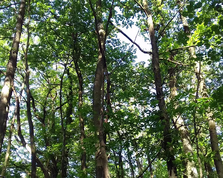 006 Le bois de l’Homme Mort dans la forêt régionale de Montgé-en-Goële