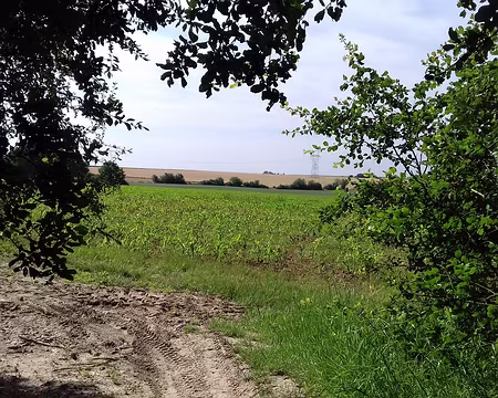 009 A la sortie du bois