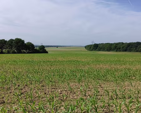 010 Grandes cultures dans la plaine briarde (maïs). La Seine-et-Marne est le premier département agricole d’Île de France