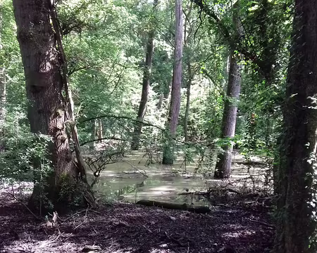 011 Mare temporaire couverte de lentilles d’eau