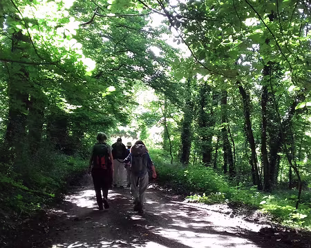 013 Ombre et lumière dans la forêt