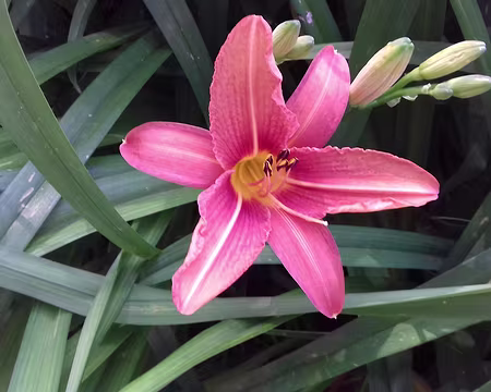 014 Hémérocalle dans le village de Montgé-en-Goële