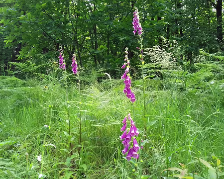 017 Digitales au bord du chemin