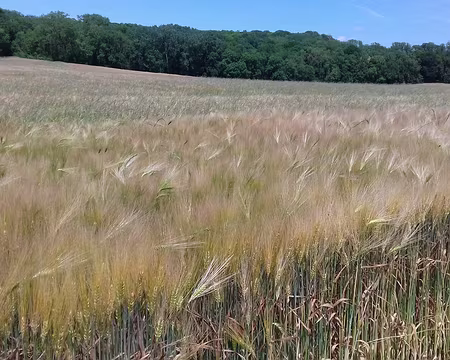 021 Céréales et bois