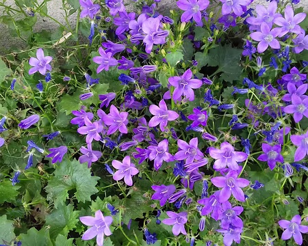 034 Campanules à Monthyon