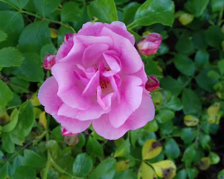 046 Une rose à Penchard