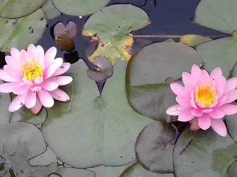 2024-06 Vallée-aux-Loups