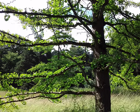 014 Ginkgo biloba (arbre aux quarante écus) offert en 2000 par la fondation Weimarer-Klassik. C’est une bouture de l’arbre planté en 1815 au centre de Weimar par...