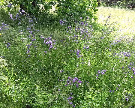 015 Campanules près du ginkgo