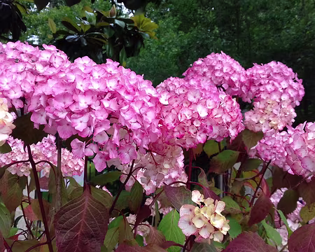 018 Hortensias