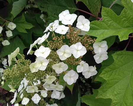 020 Hydrangea à feuilles de chêne