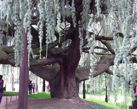 032 Le cèdre bleu pleureur de l’Atlas, planté en 1895, couvre une surface de 680 m2