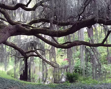 033 Ses branches sont soutenues par des étais du sculpteur Francis Ballu