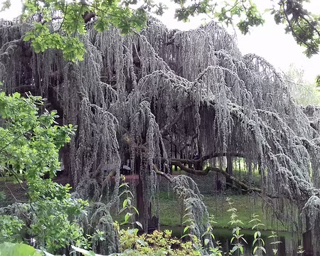 037 En 2015, le cèdre bleu a remporté le Prix National du jury de « l’Arbre de l’année »