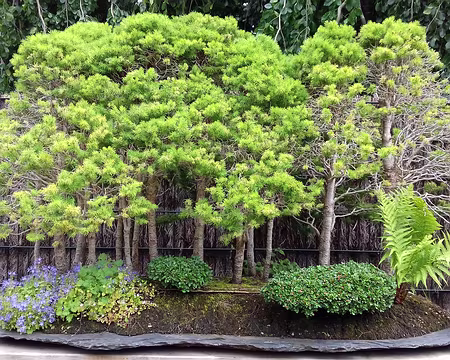 045 Forêt miniature