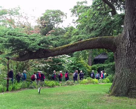 046 Retour dans le parc de l’Arboretum. Cèdre du Liban