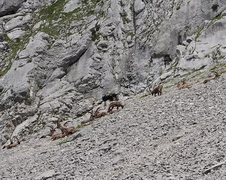 P1170723 Bouquetins sous les Rochers du Ranc des Agnelons.