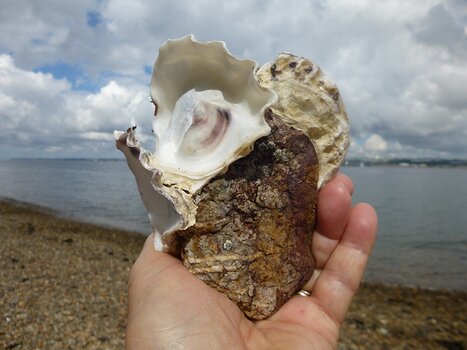 Dominique Dominique F, détail sortie