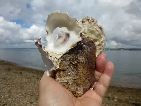 Dominique Dominique F, détail sortie