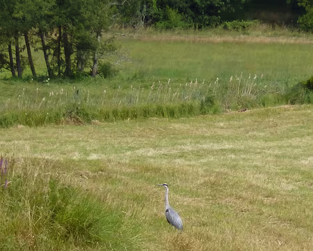 P1190366 Héron