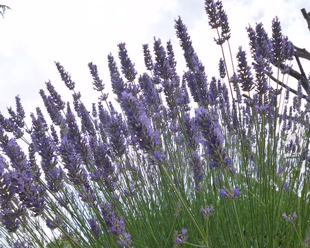 P1190371 Lavande
