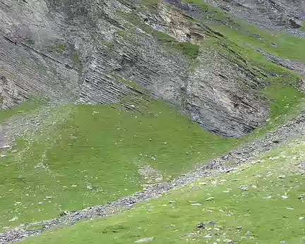 010 quelques chamois au fond du vallon