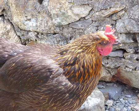 042 pas sauvage du tout la cocotte du refuge