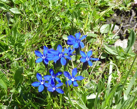 060 gentianes printanières