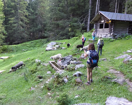 112 retour aux paturages