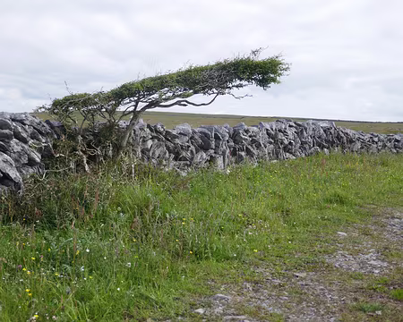 BW_305 Ici les arbres ne poussent pas verticalement.